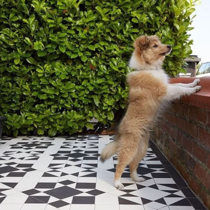 dog on geometric tile